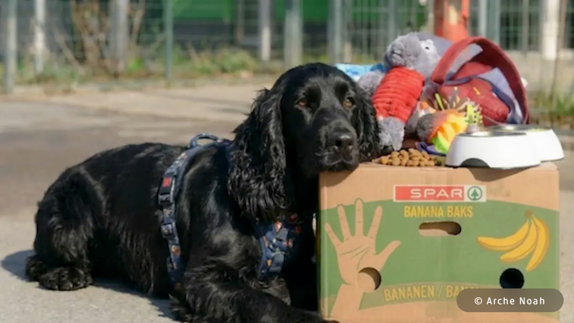 Schwarzer Hund liegt neben einer Kiste mit Spielzeug und Futter.