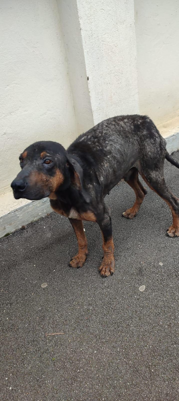 Ein völlig abgemagerter und verschmutzter, schwarz-brauner Hund steht auf einem Gehweg. der Hund schaut sehr traurig.
