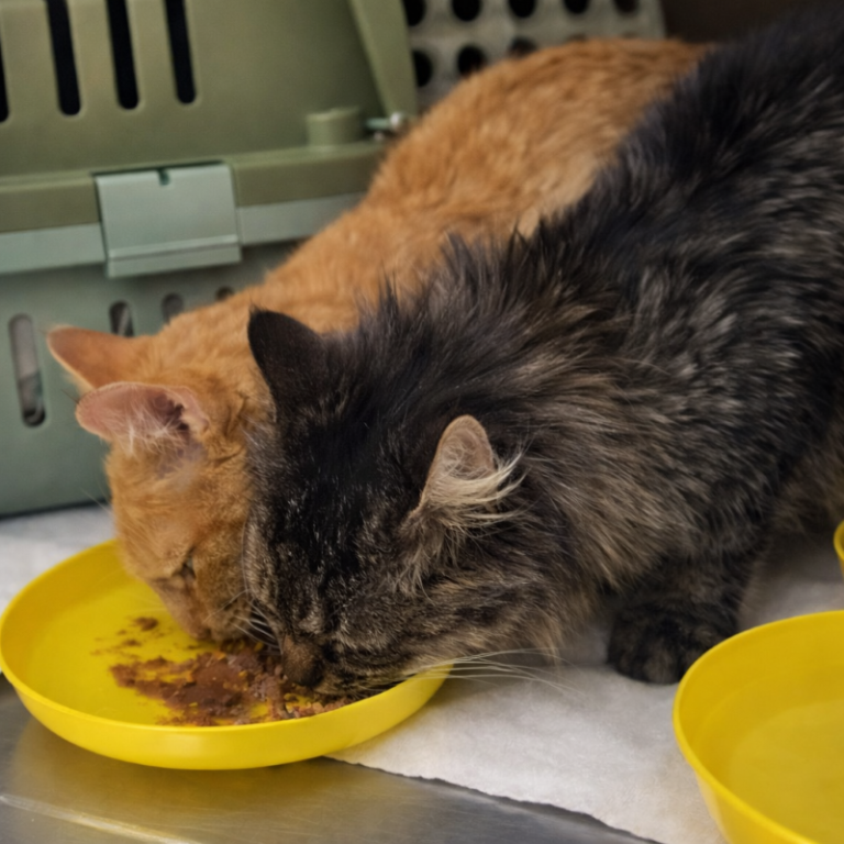 Zwei Katzen, eine orange und eine grau-schwarz, fressen aus gelben Schalen.