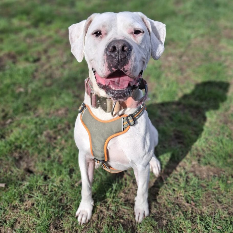 Ein brauner Hund mit weißen Flecken lächelt fröhlich in die Kamera.