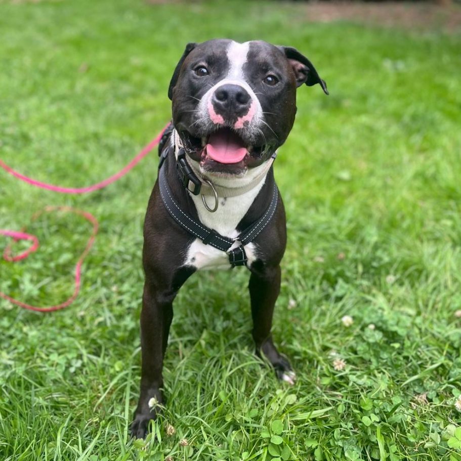 Rottweiler liegt entspannt auf dem Boden mit Laub im Park.