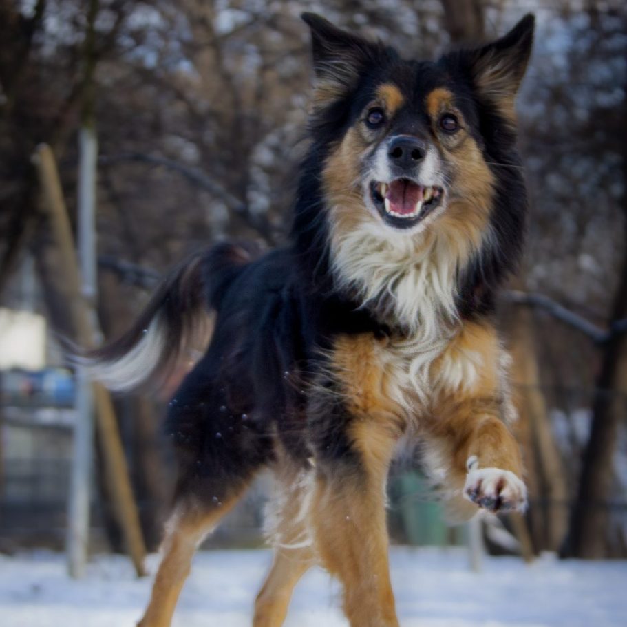 Schwarz-weißer Hund mit offenem Mund, in einem grünen, bewaldeten Umfeld.