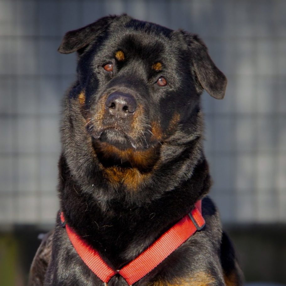 Rottweiler liegt entspannt auf dem Boden mit Laub im Park.