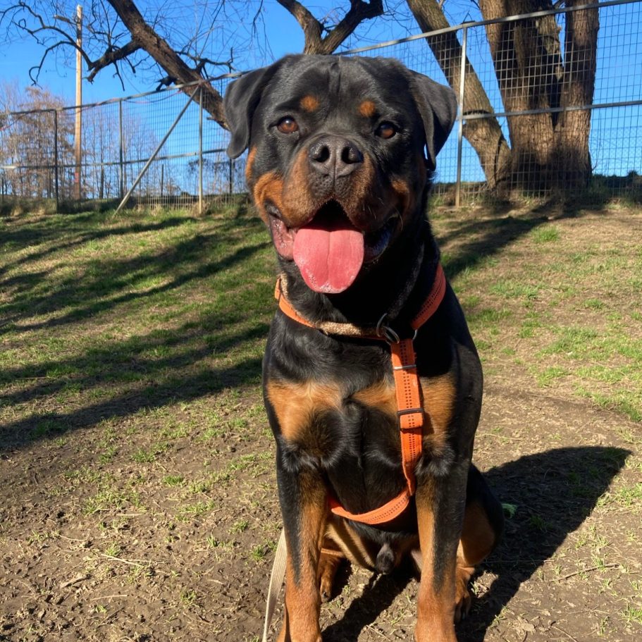 Rottweiler liegt entspannt auf dem Boden mit Laub im Park.