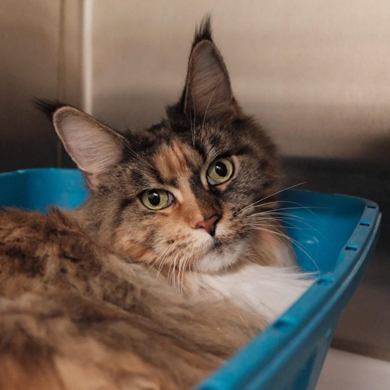 Eine Katze liegt in einem Mülleimer, umgeben von zerrissenem Papier.