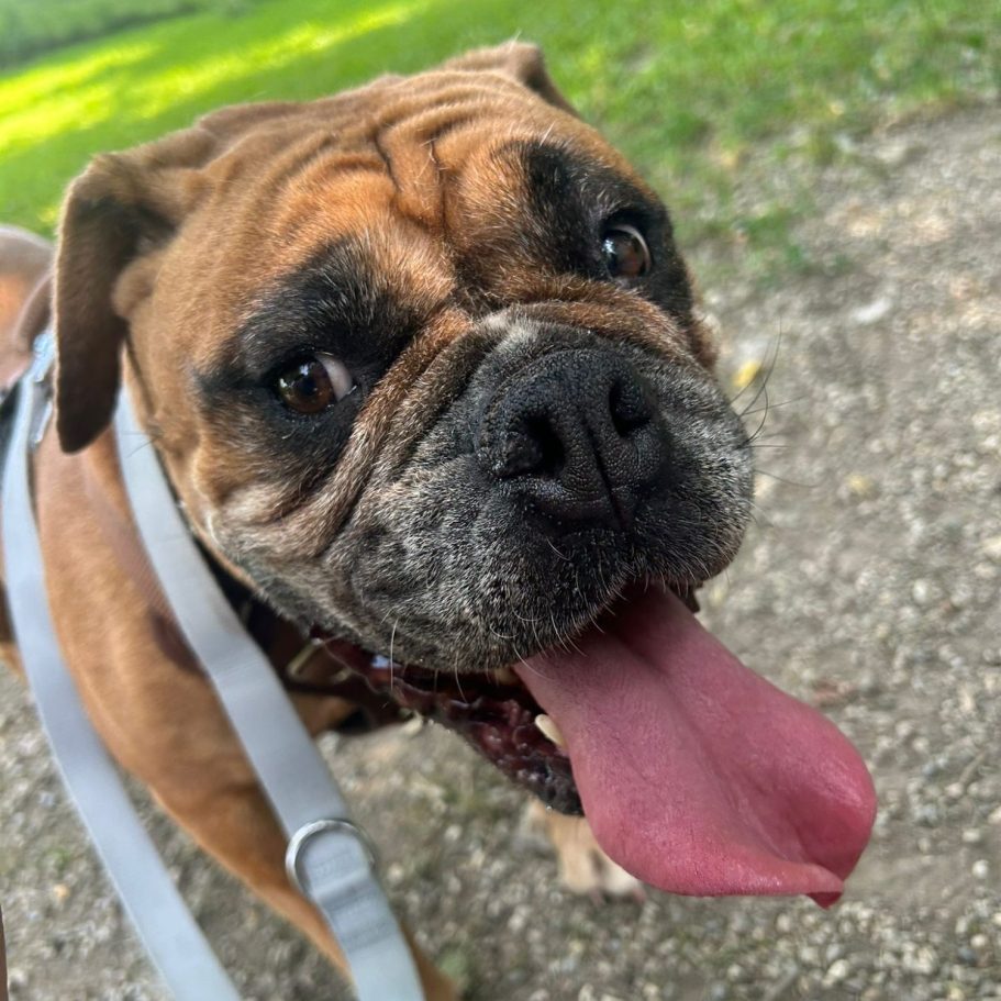 Rottweiler liegt entspannt auf dem Boden mit Laub im Park.