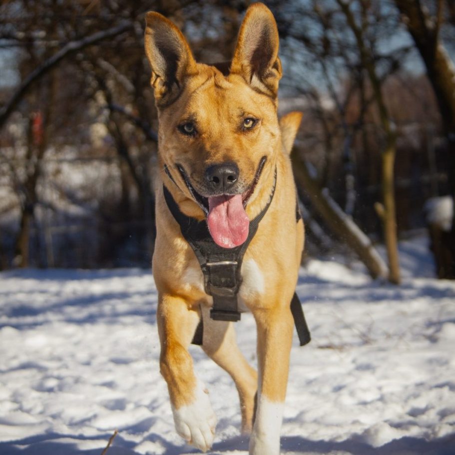 Rottweiler liegt entspannt auf dem Boden mit Laub im Park.
