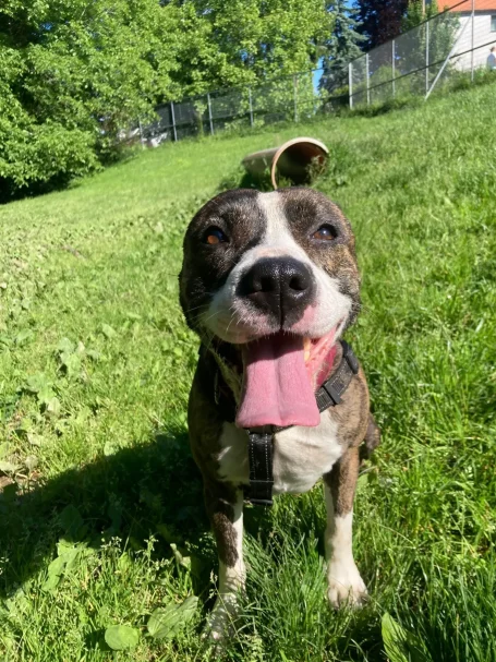 Brauner Hund mit weißen Flecken, lächelt und steht auf grünem Gras im Freien.
