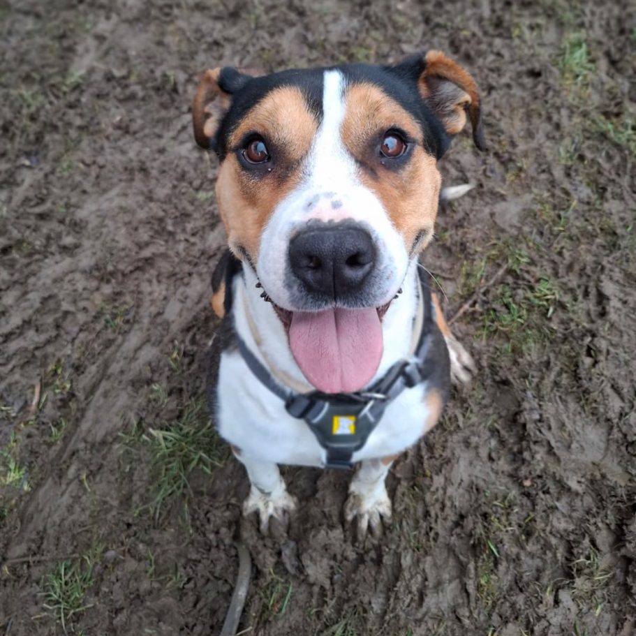 Graue Hündin mit fröhlichem Gesichtsausdruck, im Freien zwischen Laub.