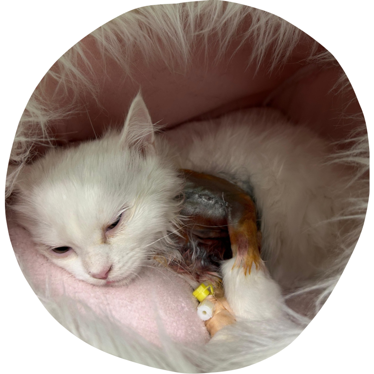 Snow braucht Hilfe - Arche Noah - Aktiver Tierschutz Austria Die weiße Katze 'Snow' liegt erschöpft auf einem weichen Kissen, die frischen Operationswunden sind sichtbar.