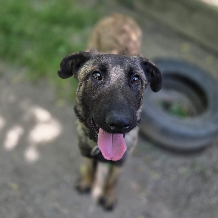 Rottweiler liegt entspannt auf dem Boden mit Laub im Park.