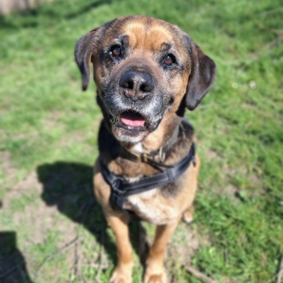 Schwarzer und brauner Hund liegt im Gras zwischen Löwenzahnblüten.