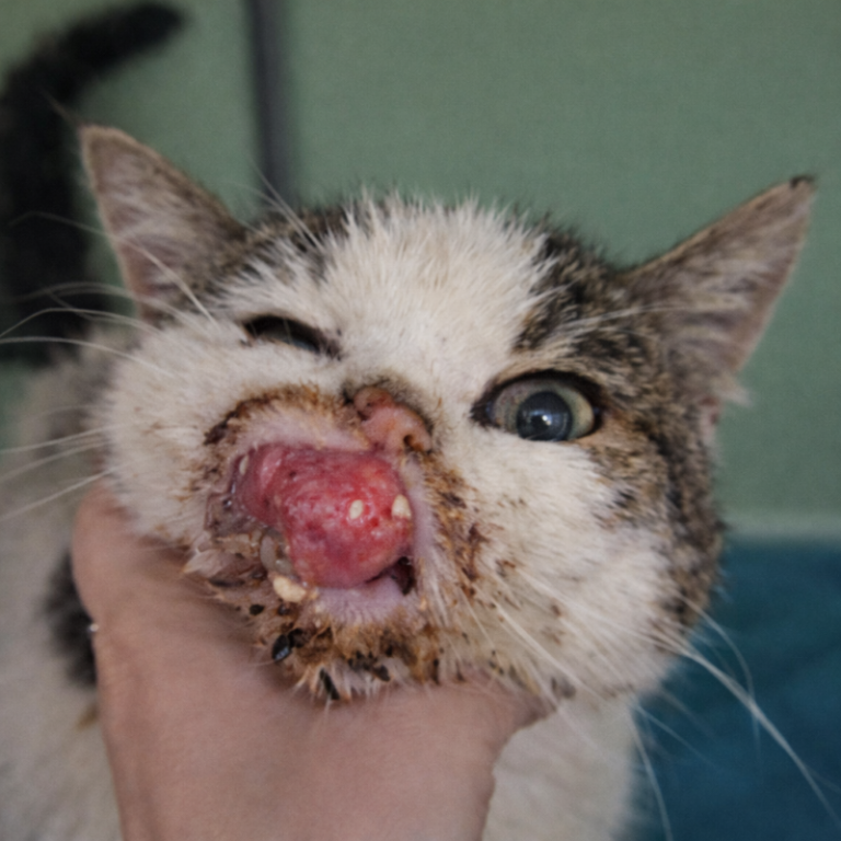 Katze 'Pixie' mit großem Tumor im Maul und Hand.
