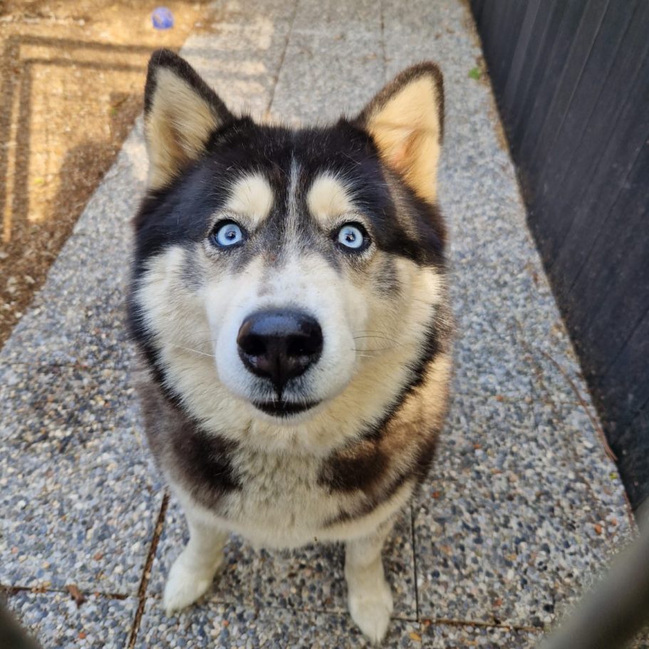 Ein fröhlicher Siberian Husky steht auf einer Wiese und schaut in die Kamera.