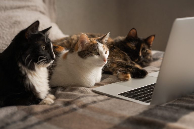 Drei Katzen sitzen auf einem Sofa und schauen gebannt auf einen Laptop.