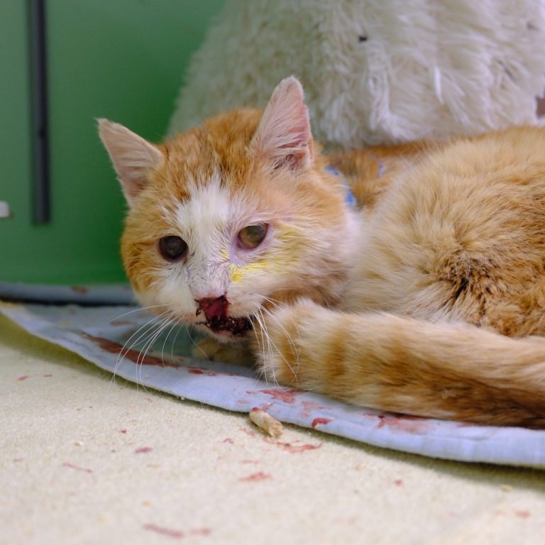 Notfall 23 Katzen Ein orangefarbener Kater liegt auf einem Kissen und schaut traurig nach unten.