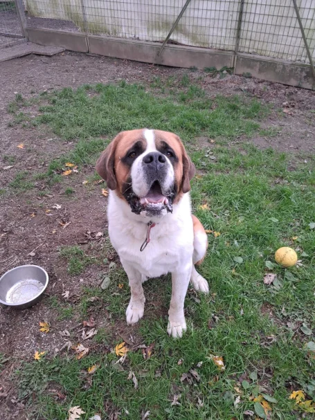 Bernhardiner sucht Zuhause, Tierheimhund, Arche Noah Graz, Aktiver Tierschutz Austria, Mischling