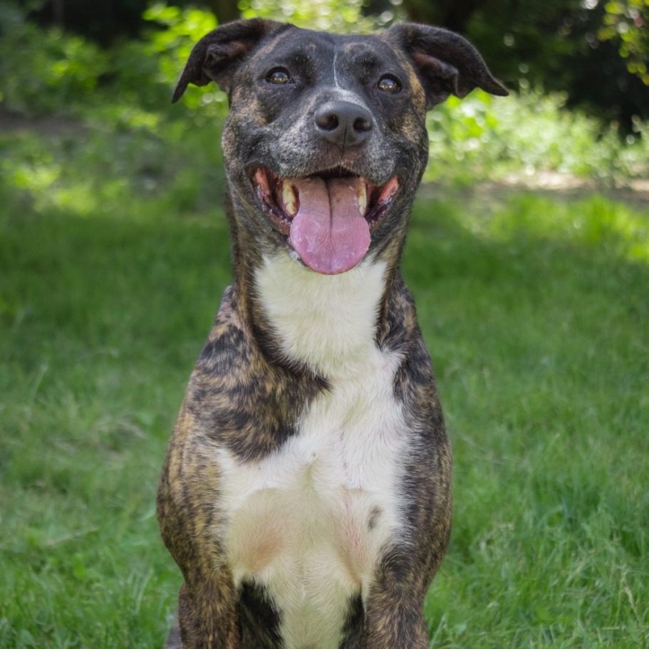 Ein gestromter Hund steht in hohem Gras und schaut aufmerksam in die Ferne.