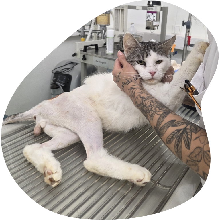 Der Kater Lazlo bei der tierärztlichen Untersuchung. Seine Hinterbeine sind geschoren, da er eine schwere OP hatte.