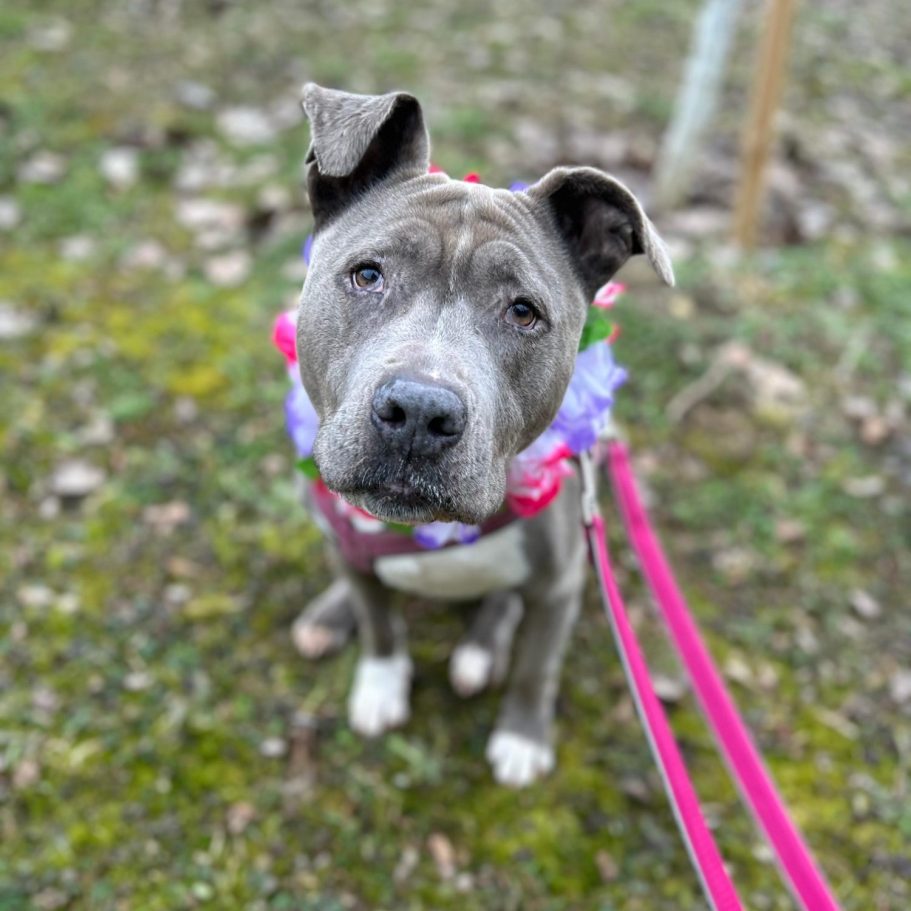 Rottweiler liegt entspannt auf dem Boden mit Laub im Park.
