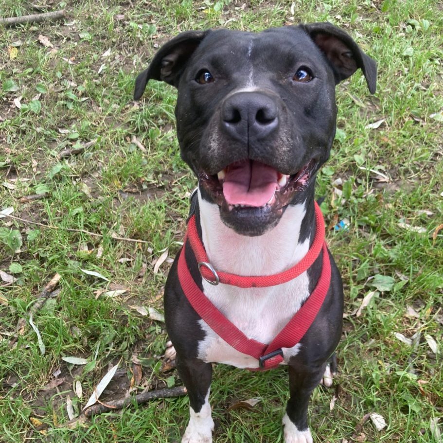Rottweiler liegt entspannt auf dem Boden mit Laub im Park.