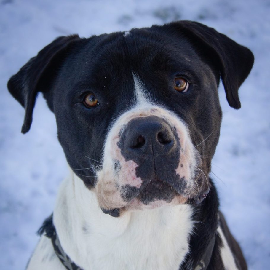 Graue Hündin mit fröhlichem Gesichtsausdruck, im Freien zwischen Laub.