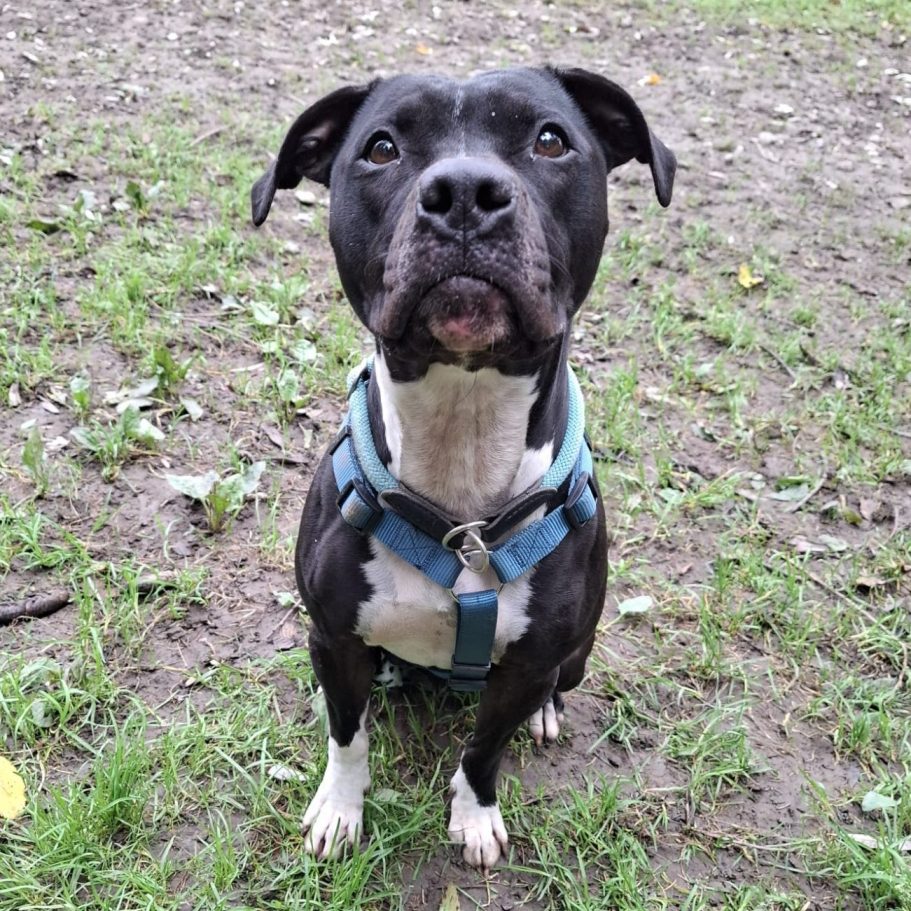 Schwarzer Hund sitzt auf grünem Gras, Zunge herausgestreckt, trägt ein Geschirr.