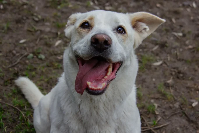 Ein fröhlicher, weißer Hund mit offenem Maul und Schwanz, der in die Kamera schaut.