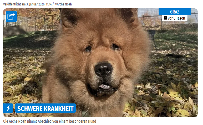 Ein Chow-Chow steht in einem herbstlichen Park.