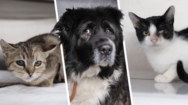 Drei Haustiere: eine Katze, ein Hund und eine schwarz-weiße Katze.