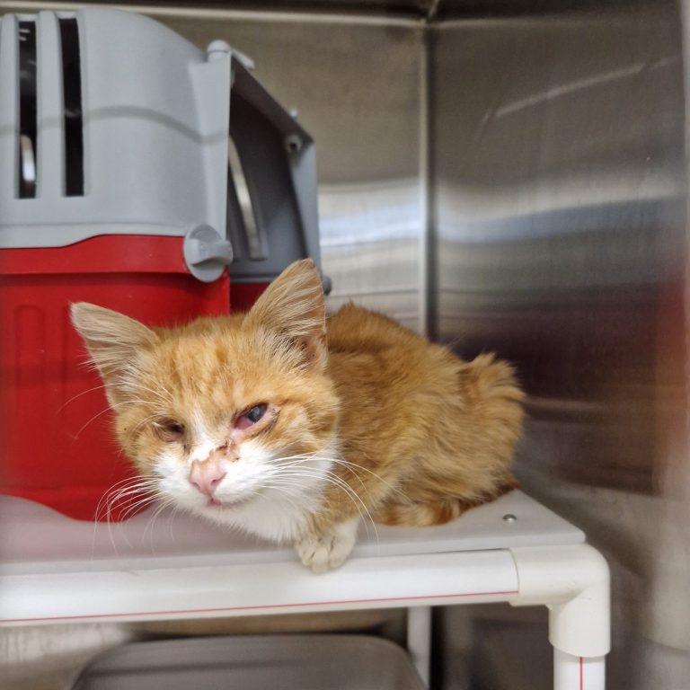 Das Leid der Streunerkatzen - Tierheim Arche Noah Graz Kleine, orangefarbene Katze mit geschwollenem Auge, sitzt auf einem Regal.