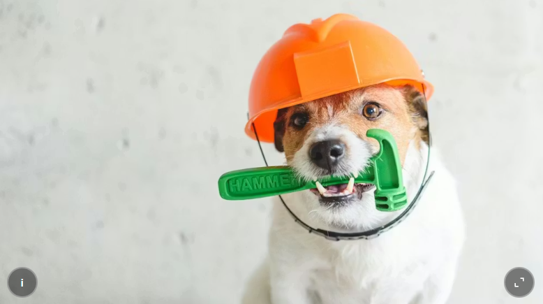 Hund mit orangefarbener Bauarbeiterhelm und grünem Werkzeug im Maul.