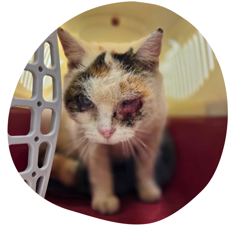 Katzen mit verletztem Auge, schmutzigem Fell und einem traurigen Ausdruck.