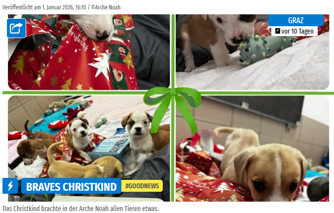 Süße Welpen spielen mit Weihnachtsgeschenken und buntem Geschenkpapier.