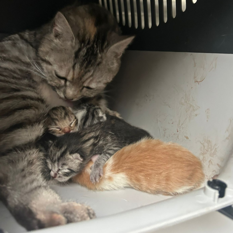Eine grau getigerte Katze mit ihren drei Kitten in einem Körbchen.