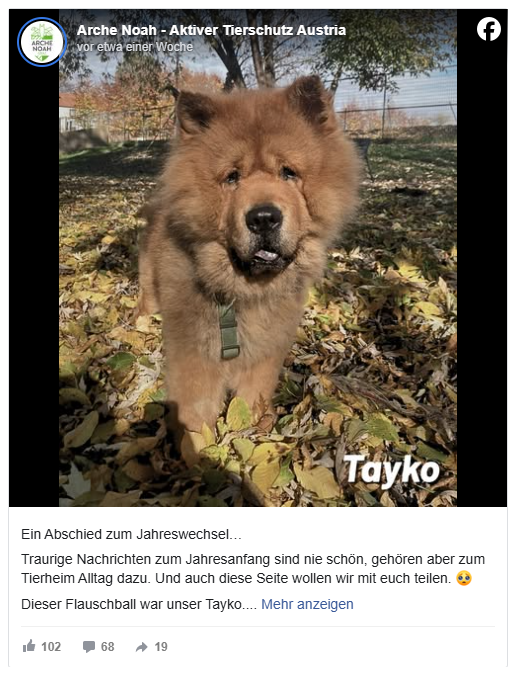 Ein brauner Chow-Chow-Hund sitzt auf Laub in einem Park.