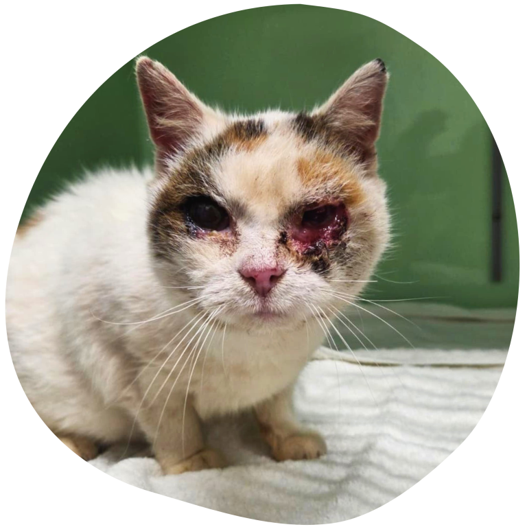 Katze Lametta mit verletztem Gesicht, mit hellem verschmutzdem Fell.