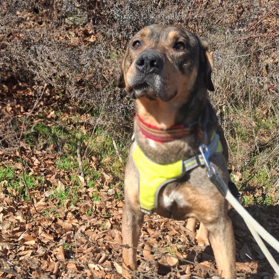 Rottweiler liegt entspannt auf dem Boden mit Laub im Park.