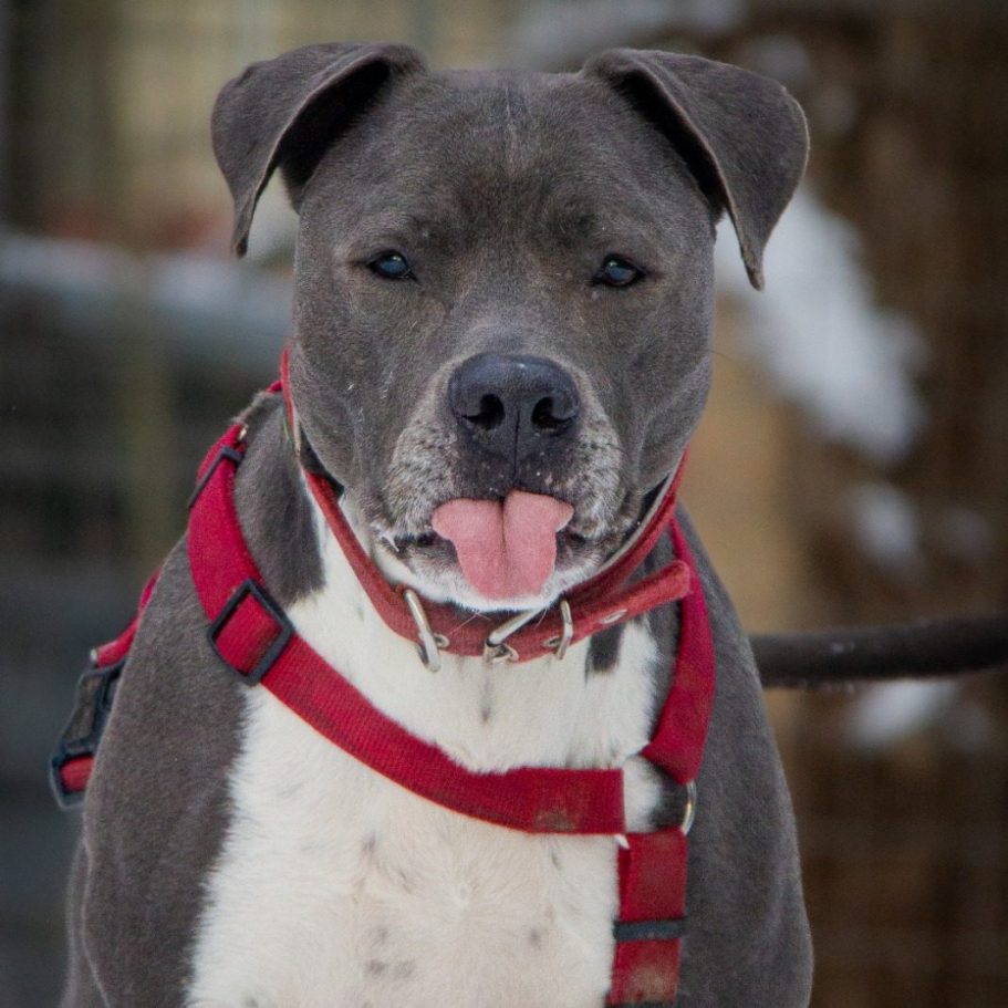 Rottweiler liegt entspannt auf dem Boden mit Laub im Park.