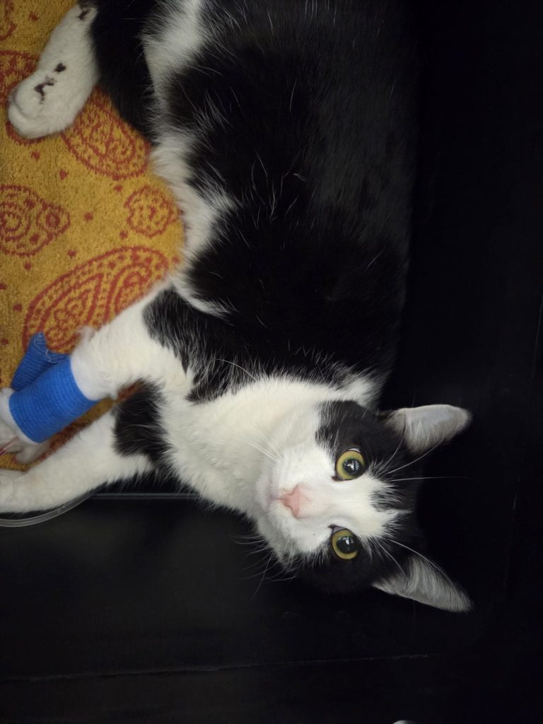 Arche Noah - Aktiver Tierschutz Austria: Drei schwer verletzte Katzen innerhalb von 4 Tagen Schwarz-weißer Kater mit blauer Verbandspfote liegt auf einem Tuch.