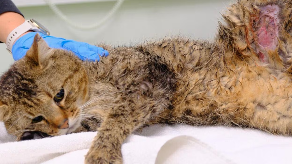 Artikel Der Grazer: Arche Noah Graz warnt: Katzen im Straßenverkehr gefährdet Ein verletzter Wildkatze liegt auf einem weißen Tuch in einer tierärztlichen Praxis.
