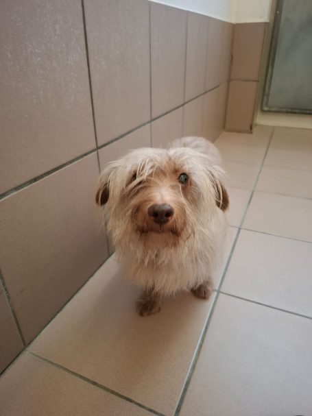 Kleiner, wuscheliger Hund mit blonden Haaren steht auf einem Fliesenboden.