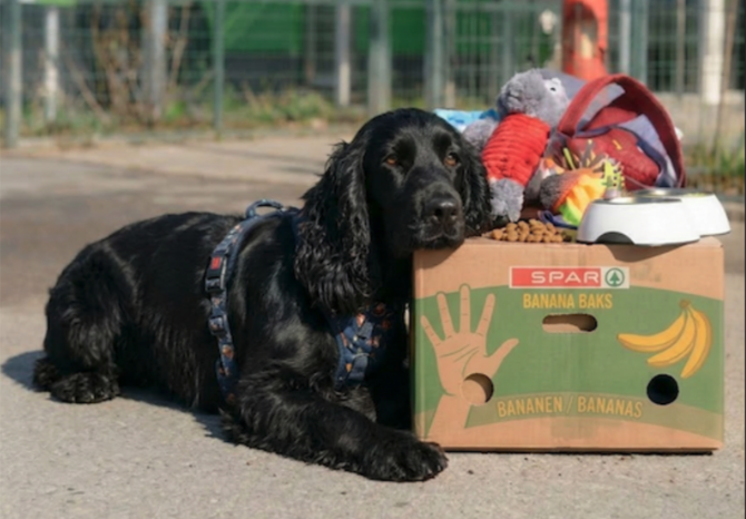 Schwarzer Hund 'Pongo' liegt neben einer Kiste mit verschiedenen Gegenständen und Spielzeug.