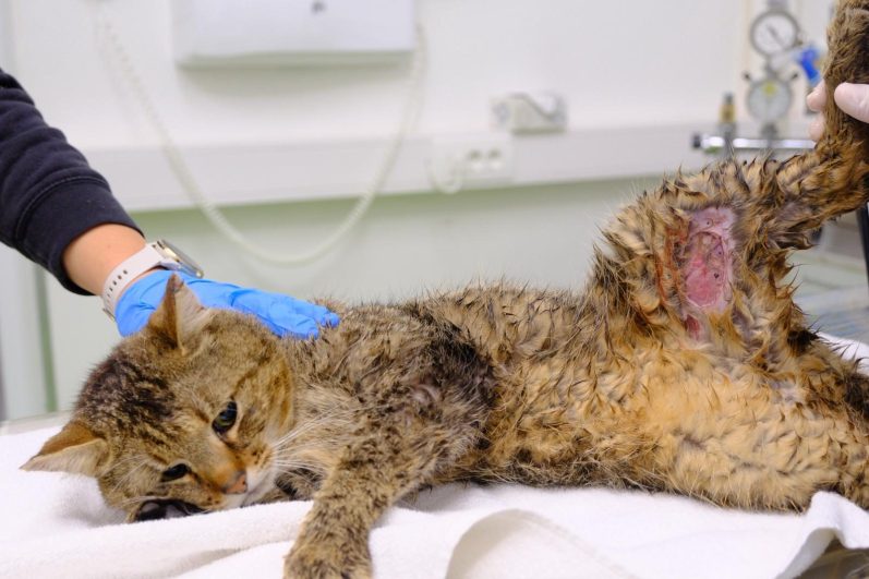 Arche Noah - Aktiver Tierschutz Austria: Drei schwer verletzte Katzen innerhalb von 4 Tagen Ein Tierarzt behandelt eine verletzte Katze mit verbundenem Bein.