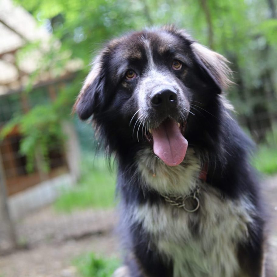 Rottweiler liegt entspannt auf dem Boden mit Laub im Park.