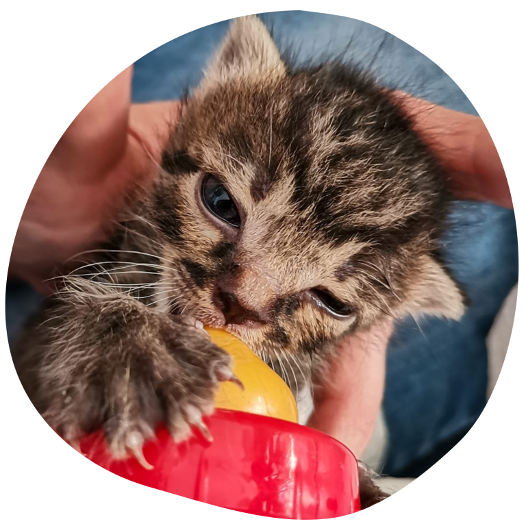 Katzenbabys brauchen unsere Hilfe Eine getigerte Babykatze trinkt aus einer Flasche und wird von einer Hand gehalten.