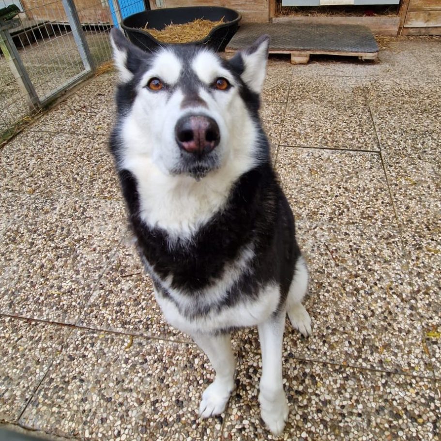 Ein grau-weißer Hund sitzt auf Kiesboden vor einer Holzstruktur.