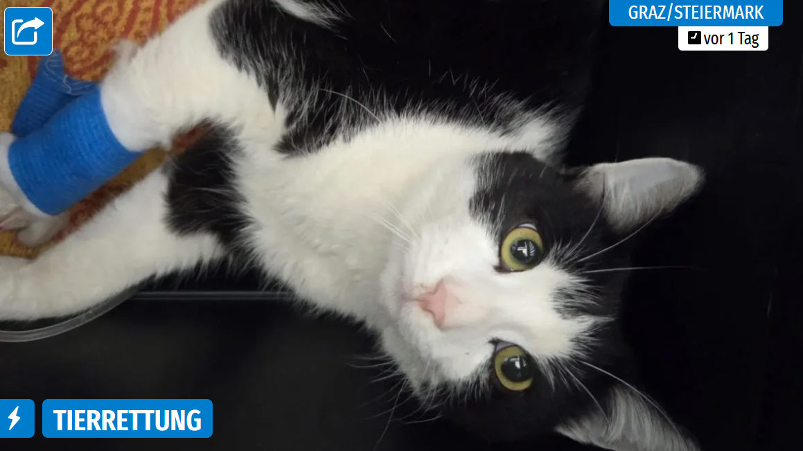 Artikel 5 Minuten: Dritter Kater angefahren: „Kämpfen in diesem Moment um sein Leben“ Schwarz-weißer Kater mit blauem Verband am Bein, schaut in die Kamera.