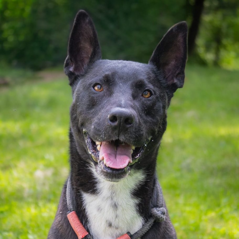 Schwarz-weißer Hund mit offenem Mund, in einem grünen, bewaldeten Umfeld.