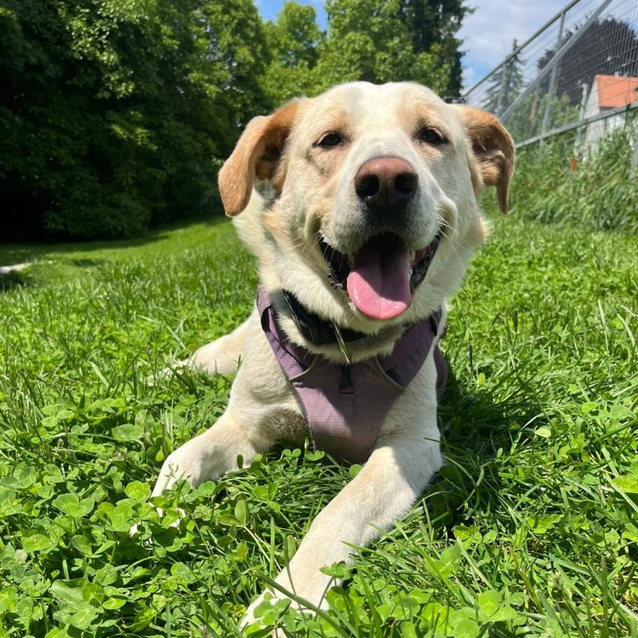 Weißer Hund mit braunen Flecken schmust im Laub.